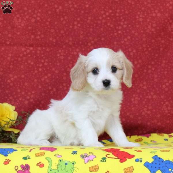 Nightingale, Cavachon Puppy